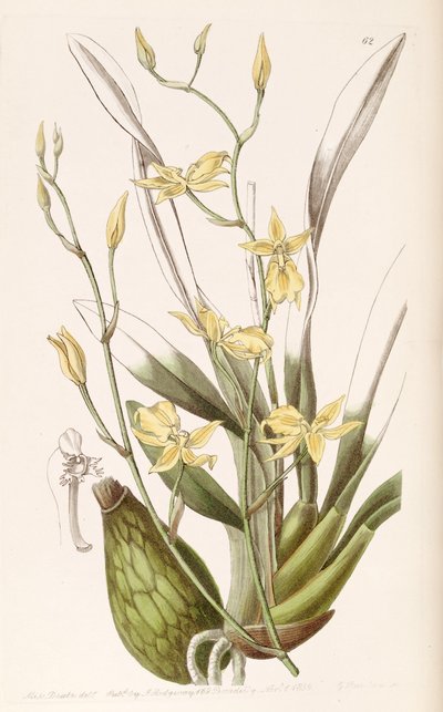 Cyrtochilum aureum door Miss Drake